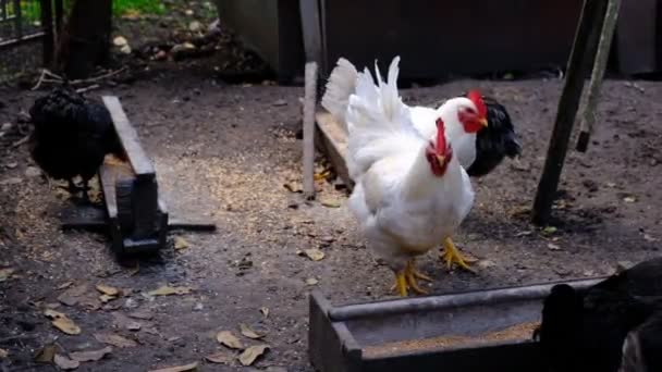 家畜のための多くの動物 食品や水 養鶏場と鶏小屋 無料の範囲 生態系の歩行鶏 エコ食肉農場 — ストック動画