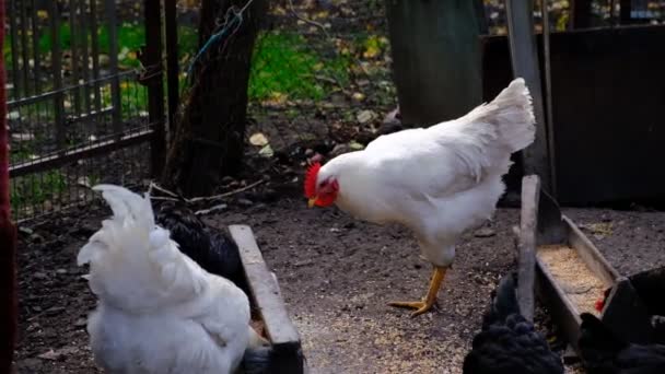 家畜のための多くの動物 食品や水 養鶏場と鶏小屋 無料の範囲 生態系の歩行鶏 エコ食肉農場 — ストック動画