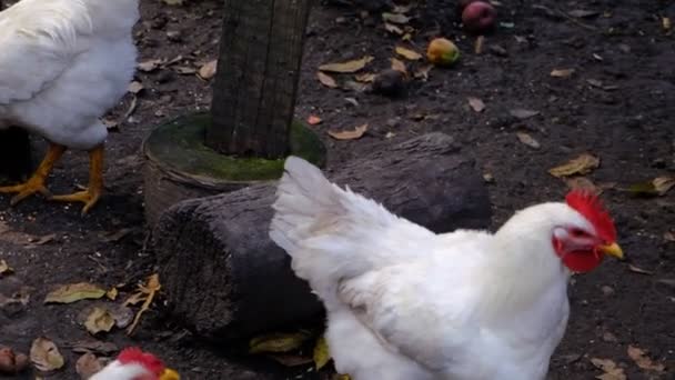有许多动物 家畜的食物和水 家禽养殖 自由射程 生态行走鸡 生态肉类农场 — 图库视频影像
