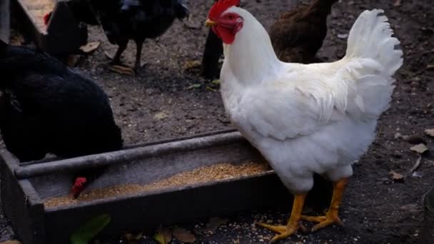 Galinheiro Com Muitos Animais Comida Água Para Animais Domésticos Avicultura — Vídeo de Stock