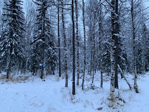 stock image Birdhouse titmouse in a snowy forest - a closed artificial nest for small birds, Wooden houses on trees. Wild bird care