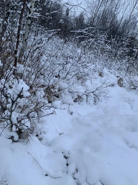 Paisagem Inverno Florestas Siberianas Neve Branca Nas Árvores Dia Gelado — Fotografia de Stock
