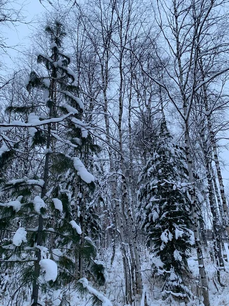 Winterlandschaft Sibirischer Wälder Weißer Schnee Auf Den Bäumen Frostiger Tag — Stockfoto