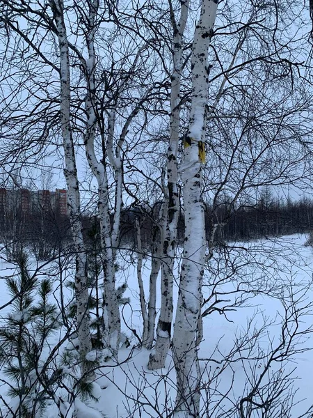 Paisagem Inverno Florestas Siberianas Neve Branca Nas Árvores Dia Gelado — Fotografia de Stock