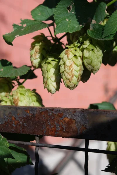 Hop Cones Fly Fence Product Food Brewing Industry Product Baking — Stock Photo, Image