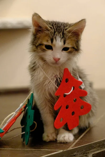 有圣诞树的小猫摸玩具 这只猫在玩弄信仰 在装饰上弄糊涂了 绒毛动物 — 图库照片