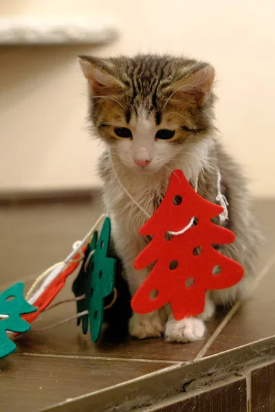 Pequeno Gatinho Com Árvore Natal Sentiu Brinquedos Gato Está Brincando — Fotografia de Stock