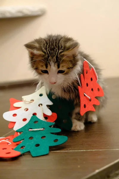 有圣诞树的小猫摸玩具 这只猫在玩弄信仰 在装饰上弄糊涂了 绒毛动物 — 图库照片