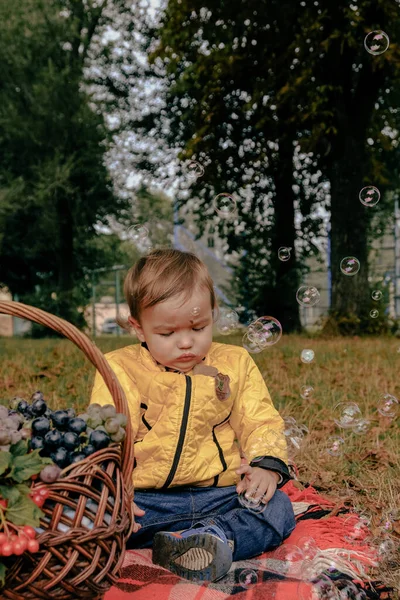 Kid on an autumn picnic with a basket of grapes. Wicker container with viburnum berries. Happy child in nature