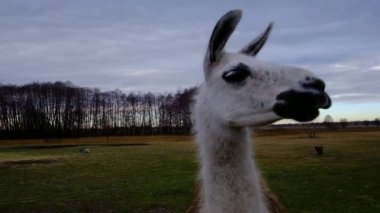 Lama 'yı tarlada gördüm. Kavram: Hayvanat bahçesi, lamaları bir çiftlikte tutmak, hayvanları yetiştirmek, yatay çerçeve