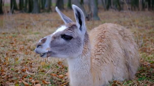 Lama Manchado Alcance Livre Campo Conceito Zoológico Manutenção Lhamas Uma — Vídeo de Stock