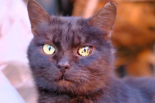 stock image Black cat with different eyes. Brown eyes in animals. Homeless street cat in autumn leaves. Unusual eye defect. Abnormal pupil. Depigmentation of the iris