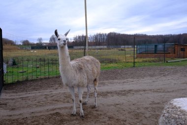 Siyah ağızlık ve kahverengi kürklü bir lama kameraya bakıyor. Kavram: Hayvanat bahçesi, lamaları bir çiftlikte tutmak, hayvanları yetiştirmek, yatay çerçeve