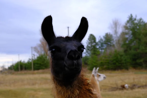 Lama Black Muzzle Brown Fur Looks Camera Concept Zoo Keeping — Stock Photo, Image