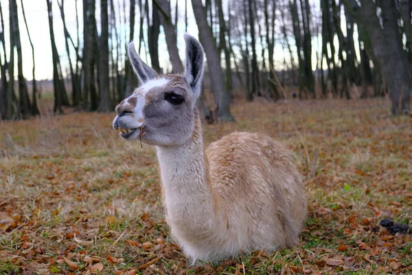 Lama Black Muzzle Brown Fur Looks Camera Concept Zoo Keeping — Stock Photo, Image