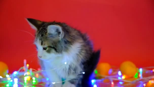 Gato Navidad Una Pequeña Mascota Sienta Sobre Fondo Rojo Rodeado — Vídeo de stock