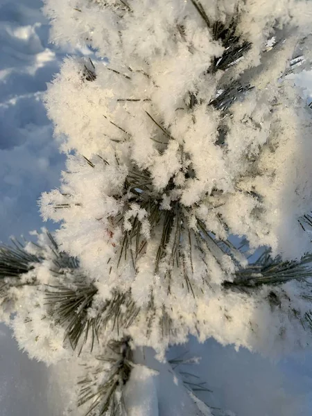 Äste Mit Schnee Bedeckt Winterwald Nadelbäume Eis Schneepostkarte Kalter Monat — Stockfoto