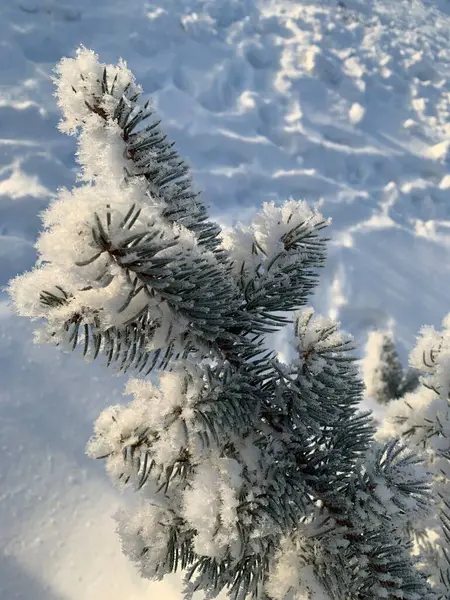 Ramos Cobertos Neve Floresta Inverno Árvores Coníferas Gelo Postal Neve — Fotografia de Stock