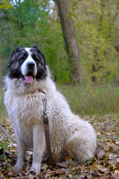 一种带着领子的又大又危险的狗 在自然界中行走的狗 训练和教育危险的狗 中亚牧羊犬的血统 — 图库照片