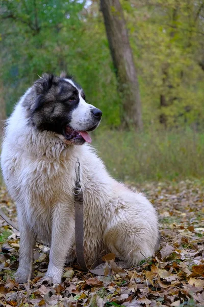 Large Dangerous Dog Collar Leash Walking Dogs Nature Training Education — Stock Photo, Image