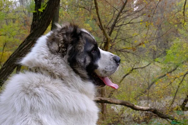 Een Grote Gevaarlijke Hond Met Een Halsband Aan Leiband Lopende — Stockfoto