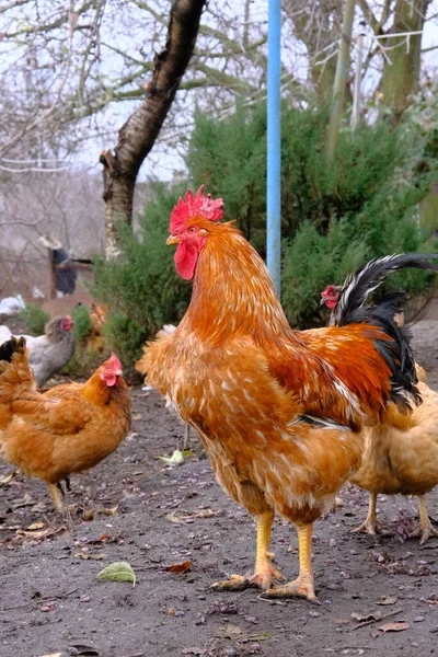 有许多动物 家畜的食物和水 家禽养殖 自由射程 生态行走鸡 生态肉类农场 — 图库照片