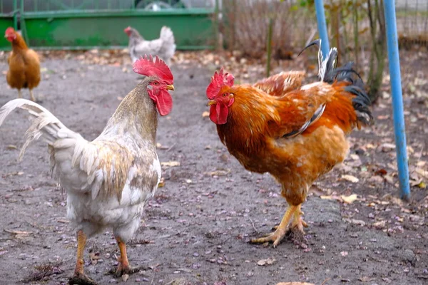 有许多动物 家畜的食物和水 家禽养殖 自由射程 生态行走鸡 生态肉类农场 — 图库照片