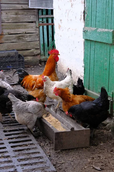 Gallinero Con Muchos Animales Comida Agua Para Animales Domésticos Avicultura — Foto de Stock