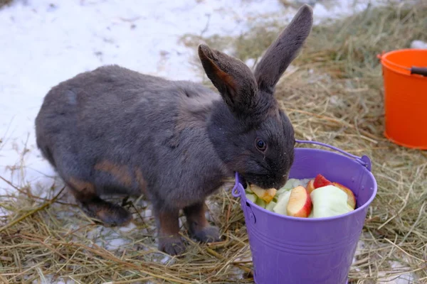 Conejo Negro Está Comiendo Hermoso Animal Esponjoso Come Manzanas Cubo Imagen De Stock