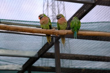Hayvanat bahçesinde kafesteki kuşlar. Güzel yeşil papağanlar bir dalda bir çift otururlar. Büyük kuş kafesi.