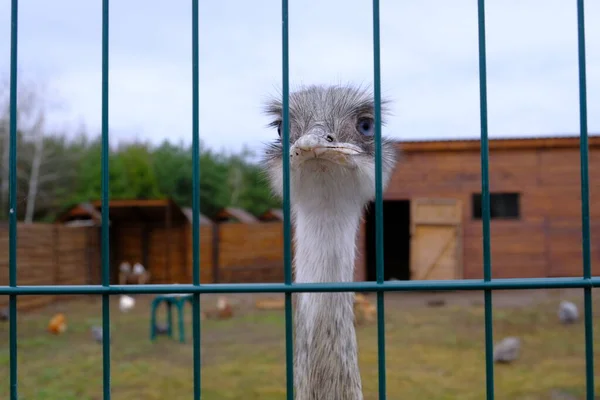 Ostrich in a cage. Blue-eyed animal locked up. Recreational animal park