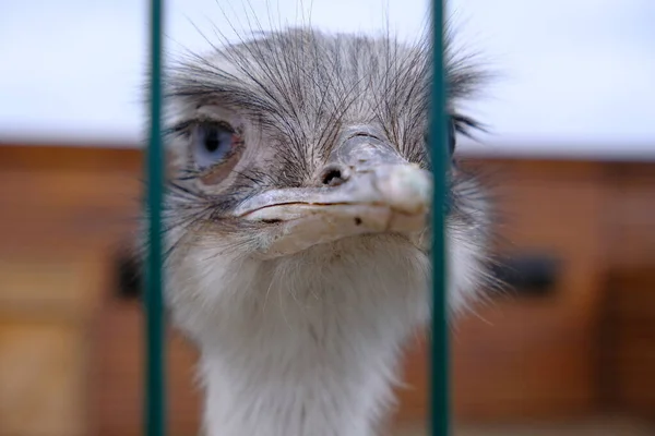 Avestruz Una Jaula Animal Ojos Azules Encerrado Parque Recreativo Animales — Foto de Stock