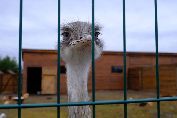 Ostrich Cage Blue Eyed Animal Locked Recreational Animal Park — Stock Photo, Image