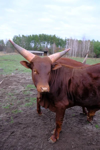 Two Brown Watusi Bulls Big Horns Graze Farm Recreation Park — Stock Photo, Image