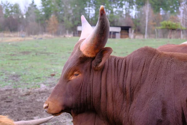 Dos Toros Watusi Marrones Con Cuernos Grandes Pastan Parque Recreación — Foto de Stock