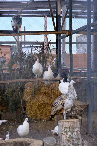Pássaros Numa Jaula Jardim Zoológico Lindos Guindastes Puro Sangue Brancos — Fotografia de Stock