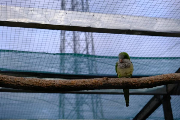 Πουλιά Κλουβί Στο Ζωολογικό Κήπο Όμορφοι Πράσινοι Παπαγάλοι Κάθονται Ένα — Φωτογραφία Αρχείου