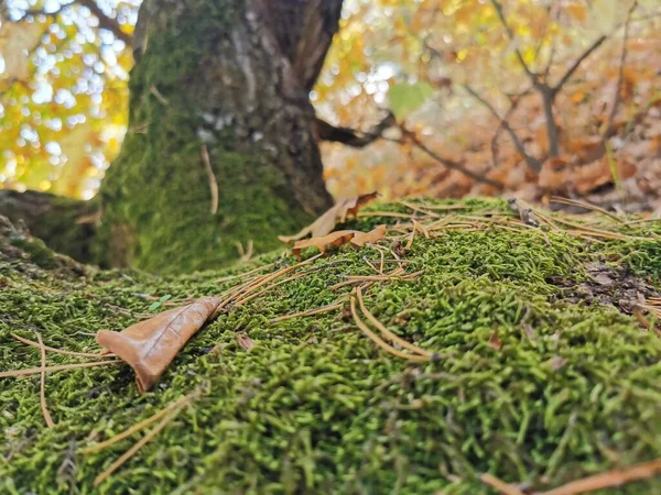 木の上の森の中の苔 緑の森のカバー 自然コンパス 森の中のブライオフィテス 宇宙でのオリエンテーション — ストック写真