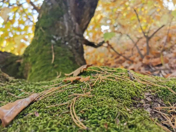 木の上の森の中の苔 緑の森のカバー 自然コンパス 森の中のブライオフィテス 宇宙でのオリエンテーション — ストック写真
