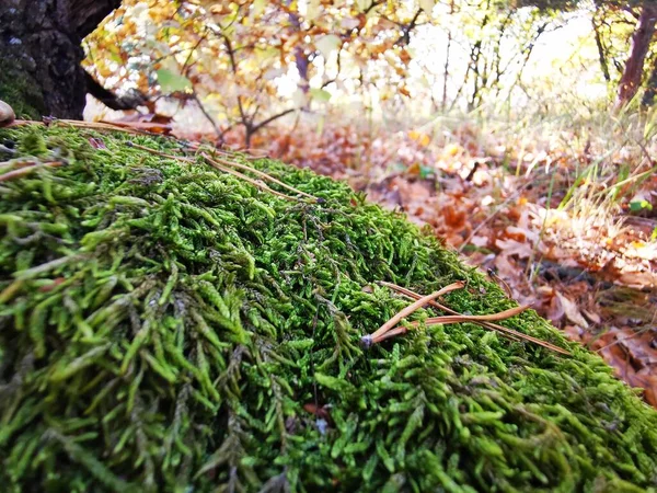 扔在树上的森林里 绿色森林覆盖 天然罗盘 森林里的苔藓 空间定位 — 图库照片