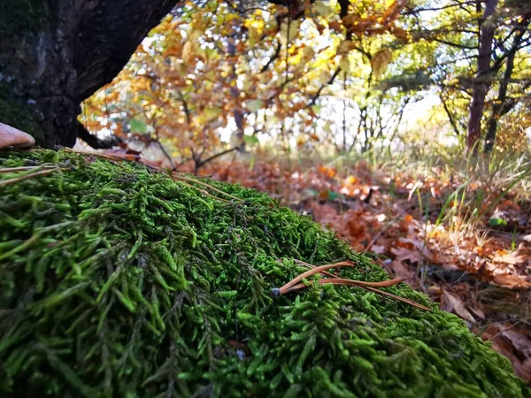 Mossen Het Bos Aan Een Boom Groene Boskap Natuurlijk Kompas — Stockfoto