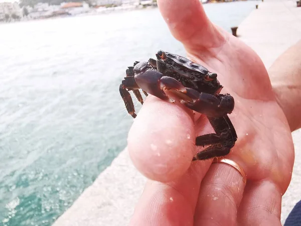 A man with a crab in his hand. A small crab, a short-tailed crayfish from the Mediterranean Sea. inhabitant of salt and fresh water.marine life