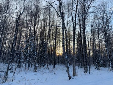 Kışın sincaplar ve ağaçlardaki kuşlar için beslenirler. Kar ormanı. Bir dalda sincap, hayvanlar için renkli evler..