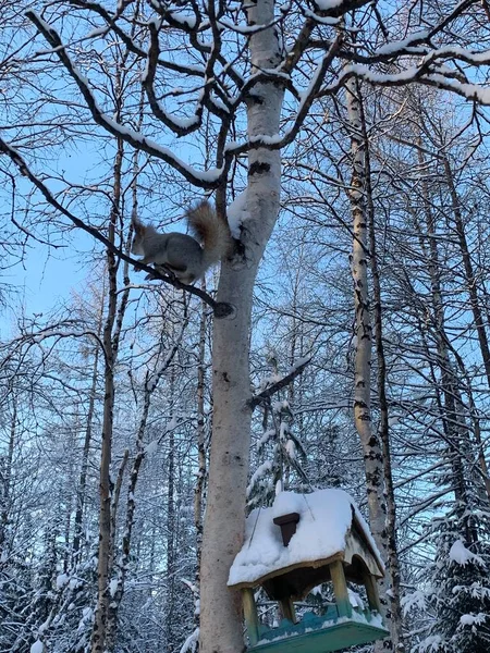Alimentadores Esquilos Pássaros Árvores Inverno Floresta Neve Esquilo Ramo Casas — Fotografia de Stock