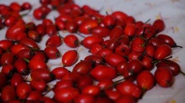 Bitkisel bitkiler için kurumuş gül ağacı. Kurutmak için havlunun üzerinde kırmızı böğürtlen. Faydalı ve lezzetli hazırlıklar. Halka açık ilaçlar ve ilaçlar.