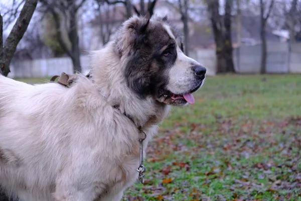 Stor Vakthund Alabai Eller Kagal Centralasiatiska Shepherd Dog Vit Fluffig — Stockfoto