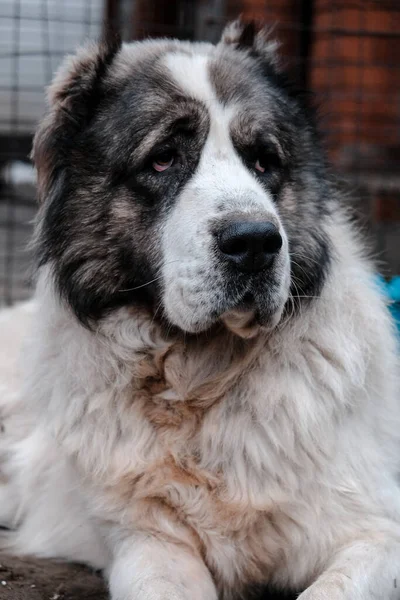 stock image Big guard dog. Alabai or Kagal (Central Asian Shepherd Dog) White fluffy white dog with spots. Animal with a clipped tail