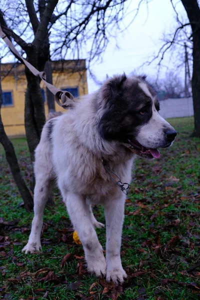 Gran Perro Guardián Alabai Kagal Perro Pastor Asia Central Perro —  Fotos de Stock