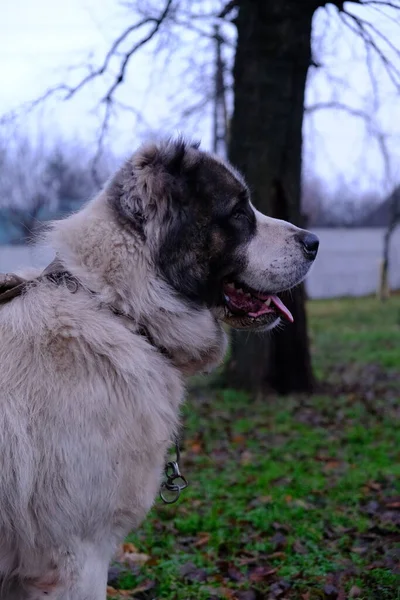Stor Vakthund Alabai Eller Kagal Centralasiatiska Shepherd Dog Vit Fluffig — Stockfoto