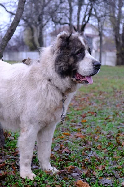 大きな番犬 アラバイまたはカガル 中央アジアの羊飼い犬 白いふわふわの白い犬 尾翼のある動物 — ストック写真